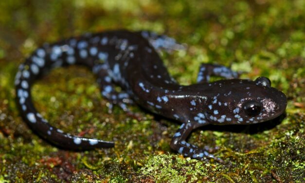 In the snow, these salamanders get supercool