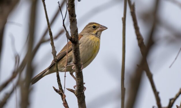 Rare birds in Sitka spark excitement ahead of annual count