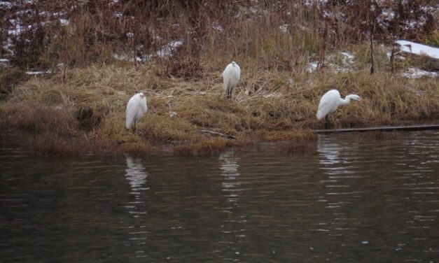 Great egrets documented in Unalaska for the first time, likely blown there by Typhoon Halong