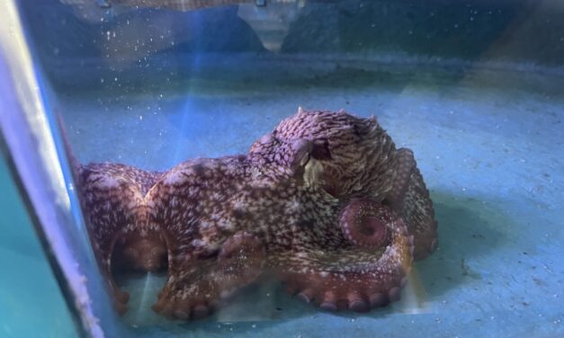 ‘A tiny giant’: new pint-sized resident at Sitka Sound Science Center aquarium to get a larger tank and a name