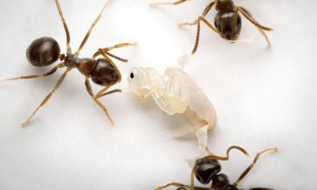 Sick young ants send out a ‘kill me’ scent to prevent deadly epidemics