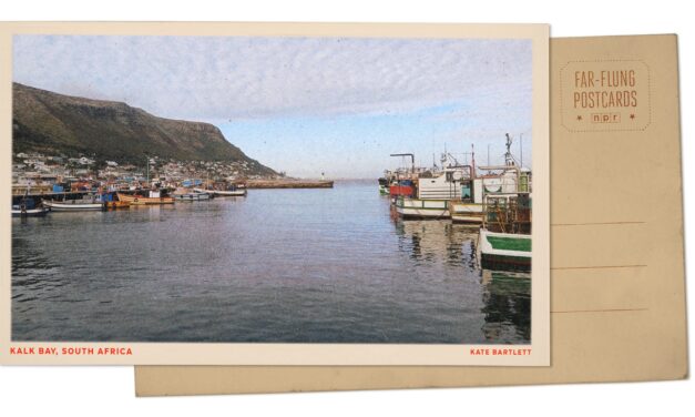 Greetings from Kalk Bay, a South African fishing village where wild seals await scraps
