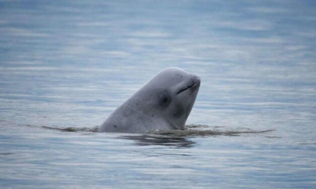 Saving and studying the Cook Inlet Beluga whales | Hometown, Alaska