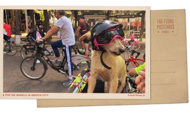 Greetings from Mexico City’s iconic boulevard, where a dog on a bike steals the show