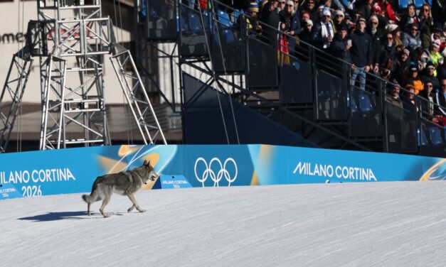 Surprise four-legged Olympic competitor wows cross-country fans