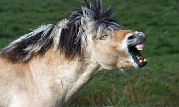 When a horse whinnies, there’s more than meets the ear