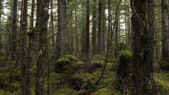 Forest Service schedules in-person meetings across Southeast on Tongass plan revision