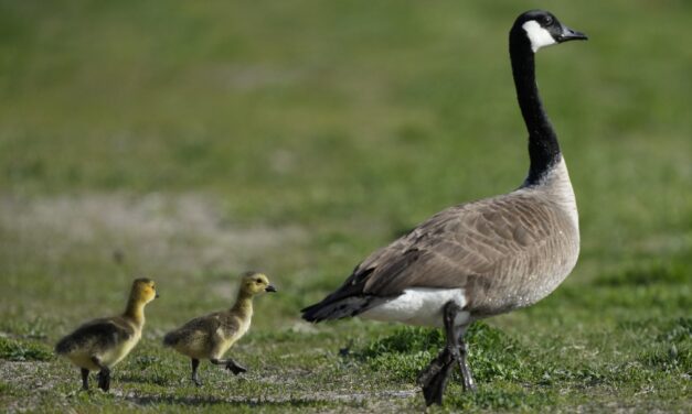 Come along with some geese as they migrate back from their southern winter havens