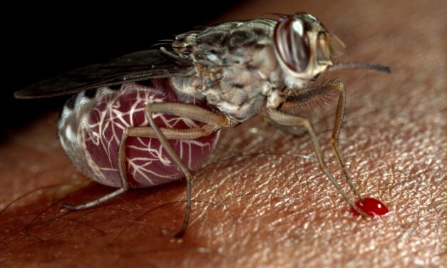 A new drug could be the beginning of the end for sleeping sickness