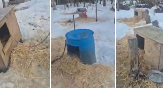 25 dead sled dogs found at Mat-Su kennel after months of complaints to borough