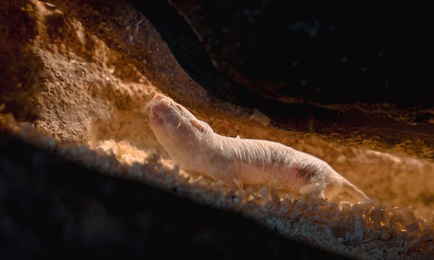 Instead of civil war, a naked mole rat colony changed queens peacefully