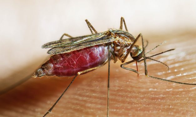 How mosquitoes — and malaria — helped shaped the whereabouts of early humankind