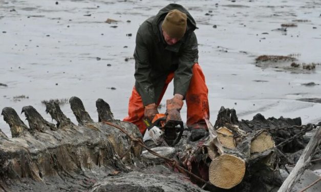 Wasilla museum welcomes 40-ton whale carcass to bring in visitors
