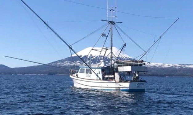 NOAA rejects petition to list Gulf of Alaska king salmon under the Endangered Species Act
