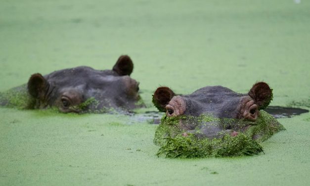 Colombia’s rogue hippos could find refuge in India