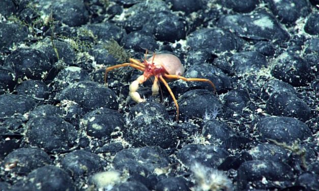 Companies join a deep-sea mining rush after Trump executive order, as regulators fast-track permits