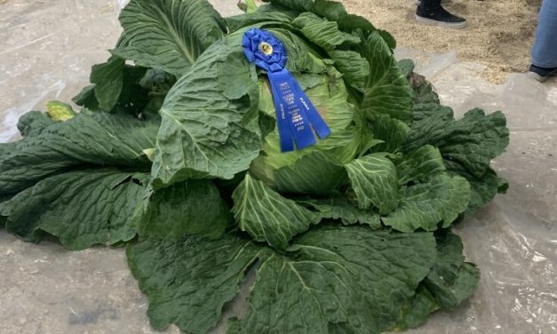Alaska’s famously massive cabbages should be the official state vegetable, state House says