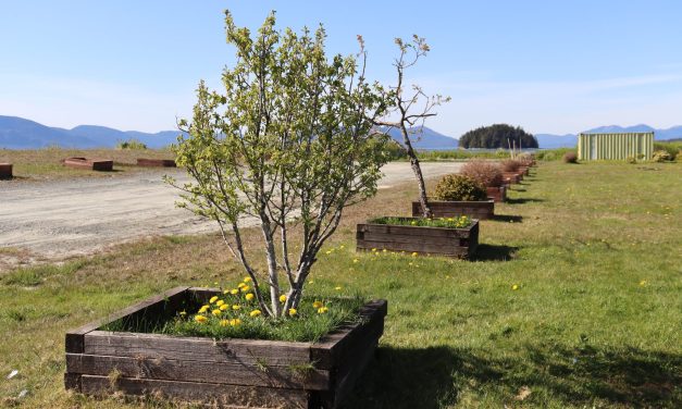 Fruit tree project aims to increase food access in Metlakatla