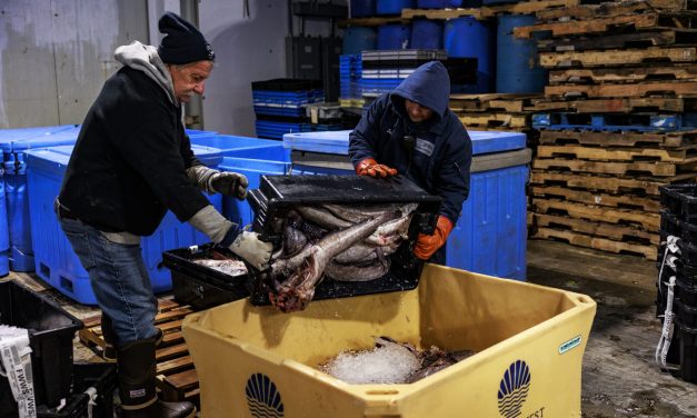 One solution for Maine’s struggling fishing industry? Give fillets away for free