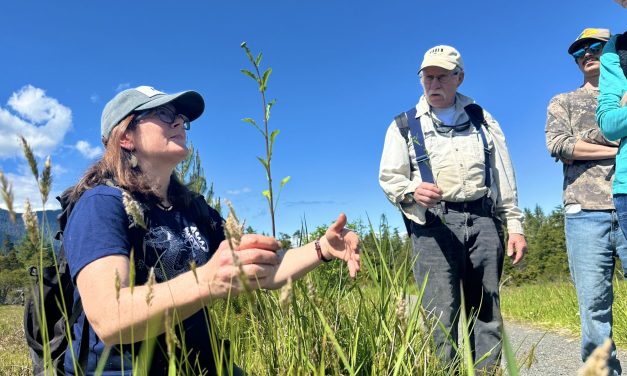 Petersburg locals take a hike to learn about invasive plants