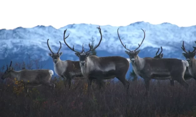 Federal regulators cut cow harvest amid decline of Western Arctic caribou herd