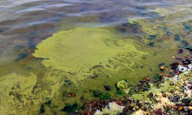 In Kachemak Bay, Kotzebue and beyond, Alaskans are on the lookout for harmful algae blooms