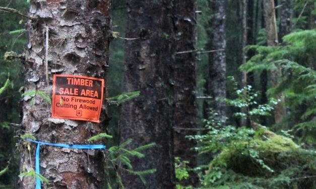 Forest Service holds subsistence hearing for proposed Prince of Wales logging project