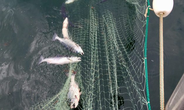 Commercial salmon prices up this year in Alaska