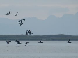 Lawsuits seek to overturn permit for road construction through Alaska wildlife refuge