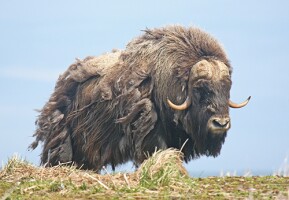 State opens emergency hunt for muskoxen stranded on island off Nunivak coast