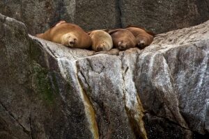 NOAA eyes potential changes to Alaska sea lion protections as Trump urges boosted seafood harvests
