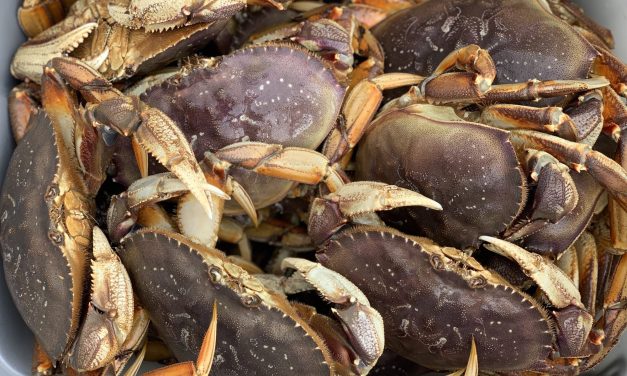 Low catches close Southeast commercial Dungeness crab season three weeks early