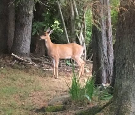 Good, but not record breaking, deer harvest forecast