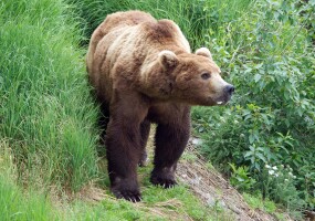 Brown bear seriously injures woman at her home near Kenai
