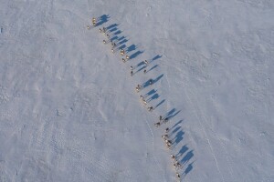 Alaska predator control culls 250-plus bears, but dispute remains over whether it’s helping Mulchatna caribou