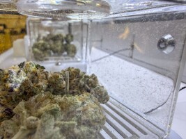Alaskans with certain low-level marijuana convictions can keep record private under new law