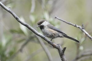 Endangered listing sought as gray-headed chickadee disappears from Alaska