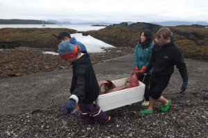A dead deep-sea whale was found near Sitka, the second this month