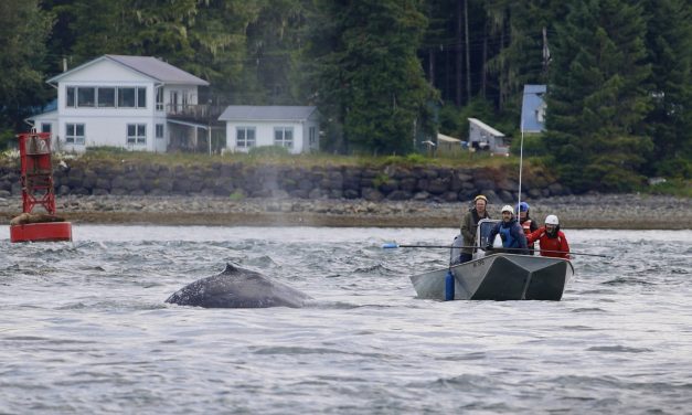 Petersburg’s volunteer-run whale rescue team saves 2-year-old entangled whale