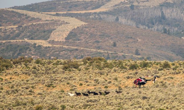 Federal government thins the herds of wild horses in Colorado