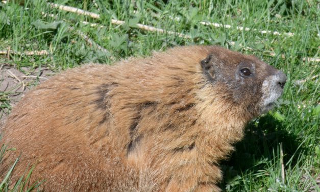 Exclusive: Meet the inaugural winner of Fat Marmot Week