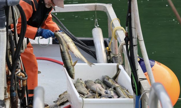 Neets Bay Hatchery opens first chum fishery in nearly a decade