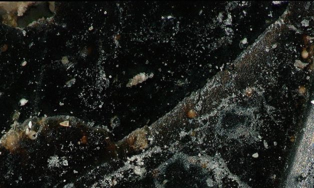 A fossil feather from the age of dinosaurs may explain why only some birds survived