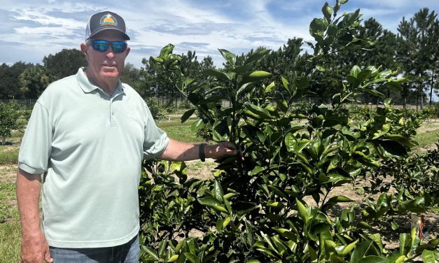 Could trees developed with gene-editing technology protect Florida’s citrus industry?