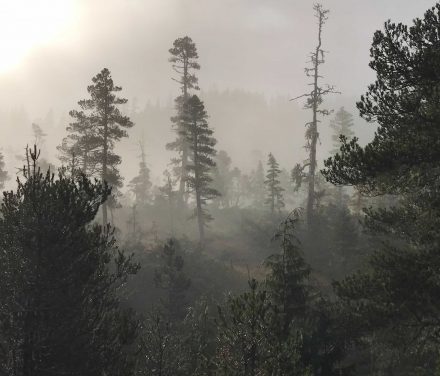 Ranger District wraps up large goshawk survey to prepare for potential timber sales