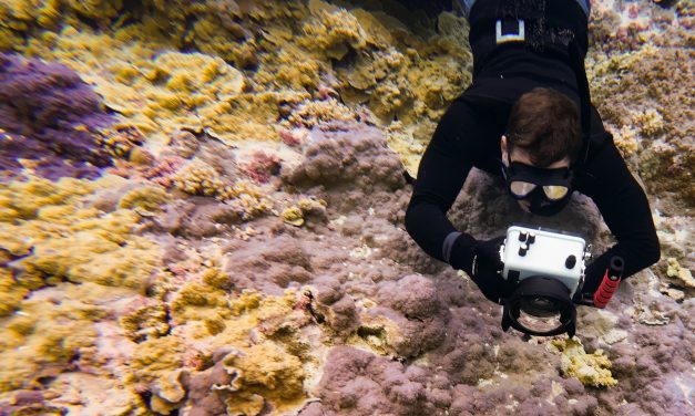 One way to protect coral reefs? Bring back seabirds