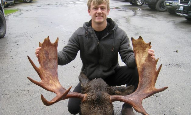 55 bull moose harvested halfway through the fall hunt in central Southeast Alaska