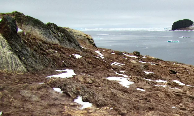 What killed 500-plus penguins? How scientists solved the mystery
