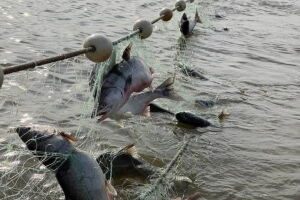 Kotzebue Sound’s chum harvest rebounded this year, but it’s unclear by how much