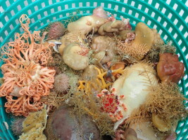 New Alaska sea sponge species fuel debate over fishery practices